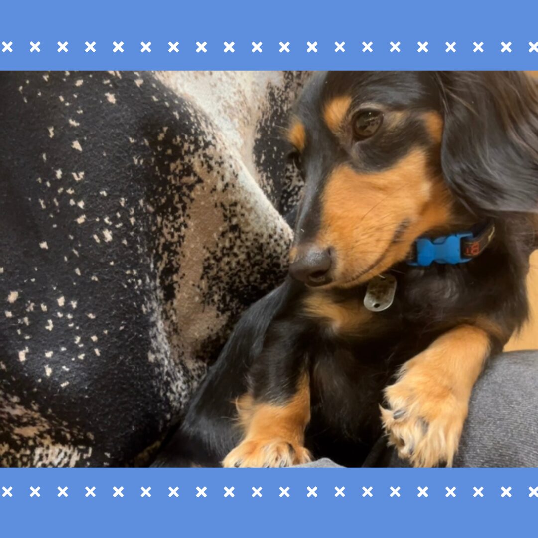 Read more about the article 仙台にある犬カフェに行ってきました！🐶