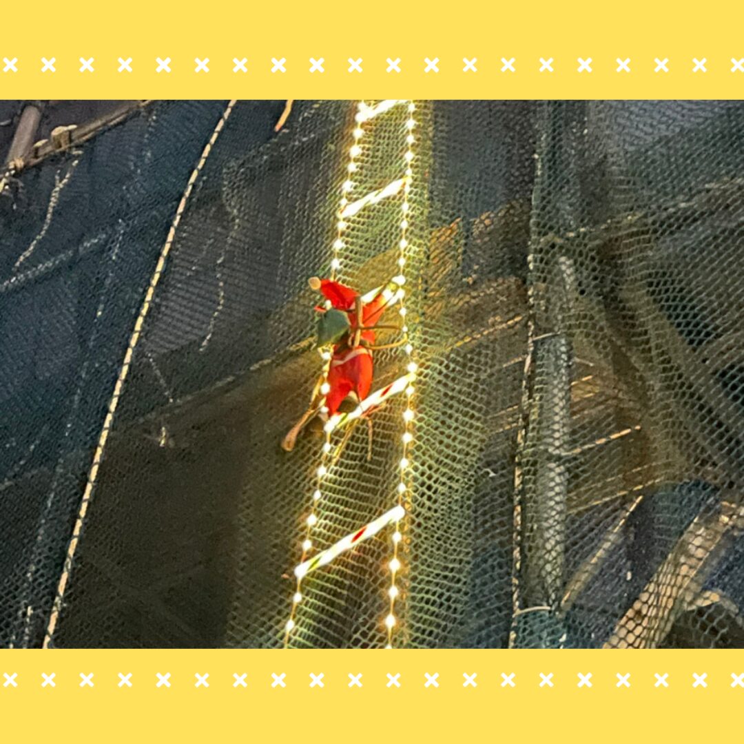 Read more about the article 季節外れのサンタさんを発見！？🎅