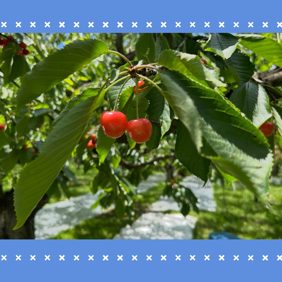 Read more about the article 果物狩りに行ってきました🍒