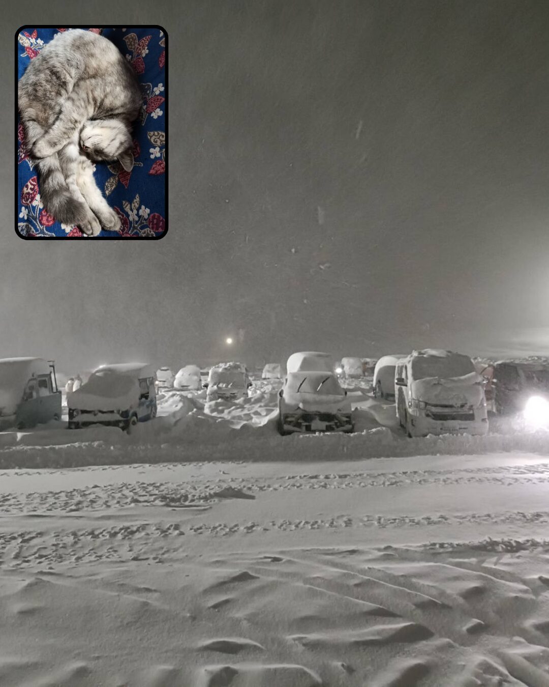 投稿についてもっと詳しく 年末年始に帰省しました🐈