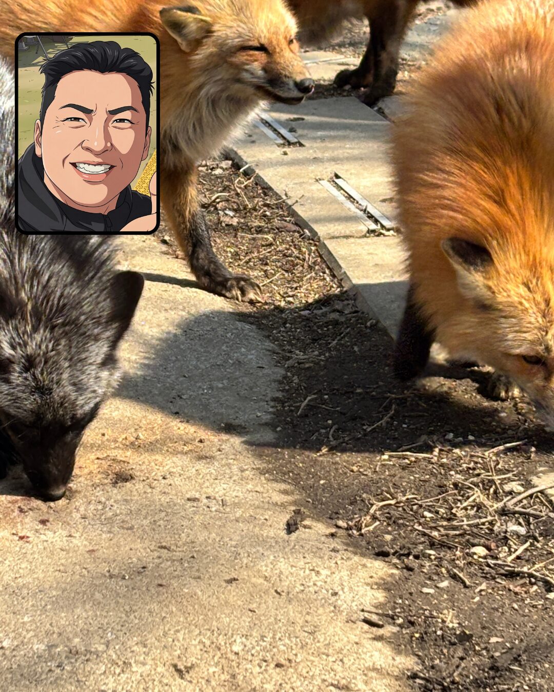 投稿についてもっと詳しく 🦊キツネ村へ行ってきました🦊